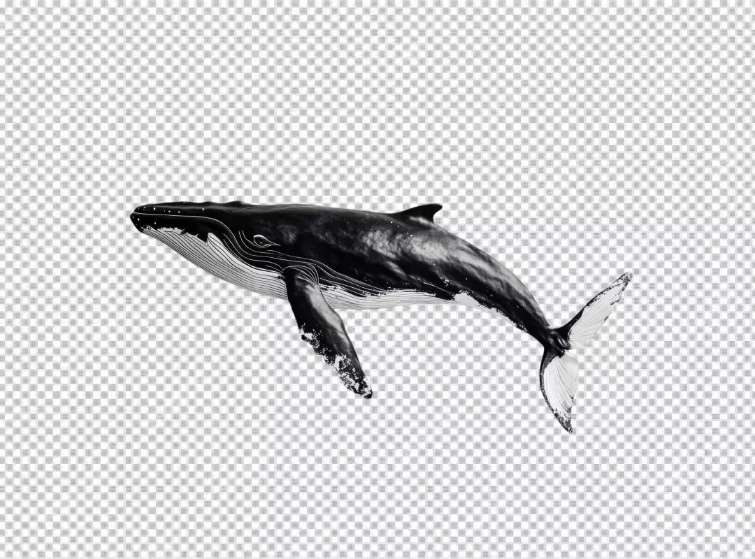 Majestic Humpback Whale Swimming in Black and White for Marine Life Design
