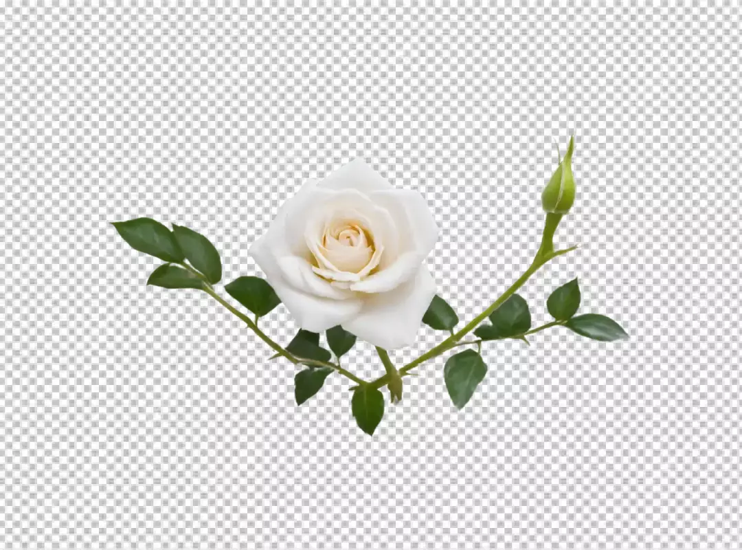 Elegant White Rose Blossom with Green Leaves and Developing Bud Transparent PNG