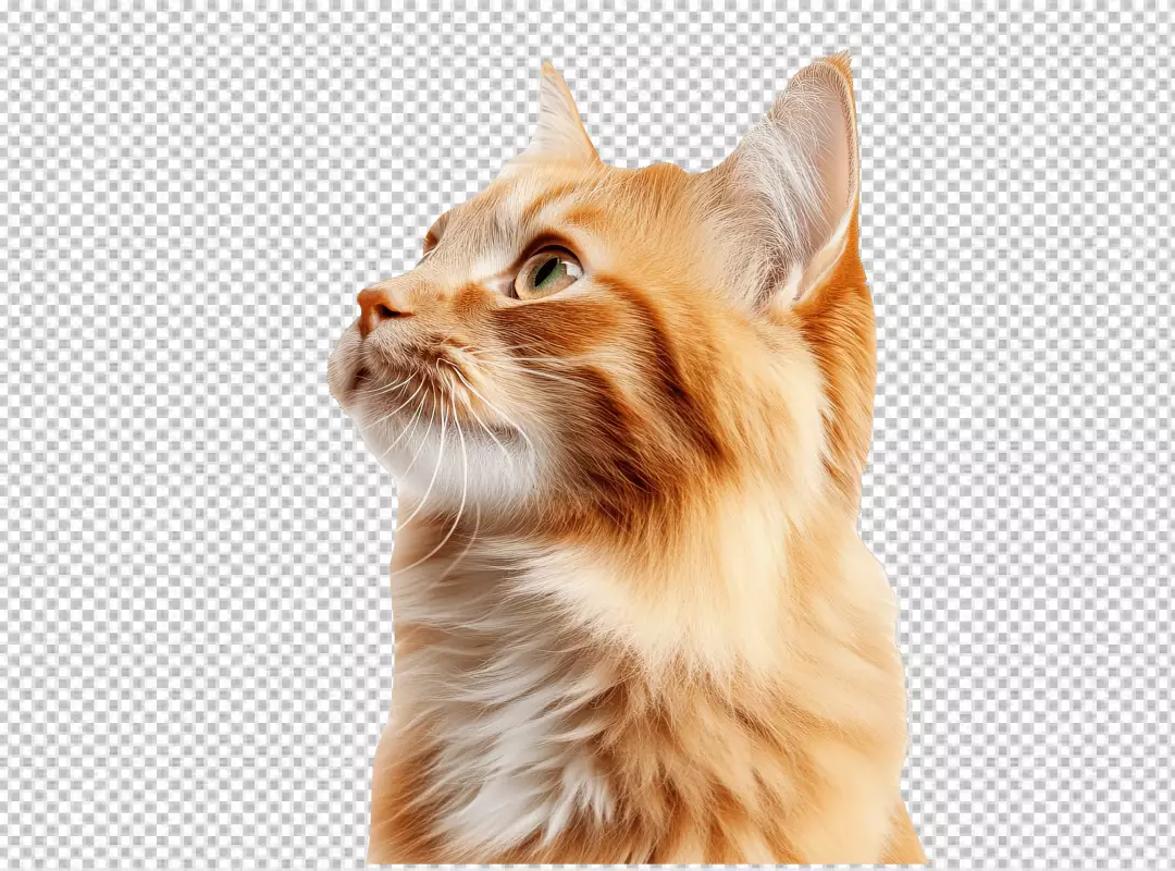 Adorable Orange Cat Head Looking Upwards PNG for Creative Designs