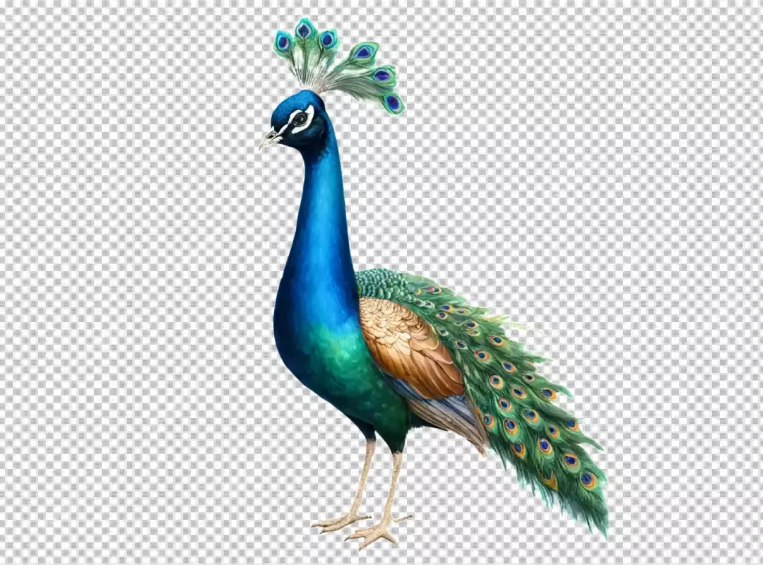 Majestic Indian Blue Peacock with Vibrant Feathers on Pristine White Background