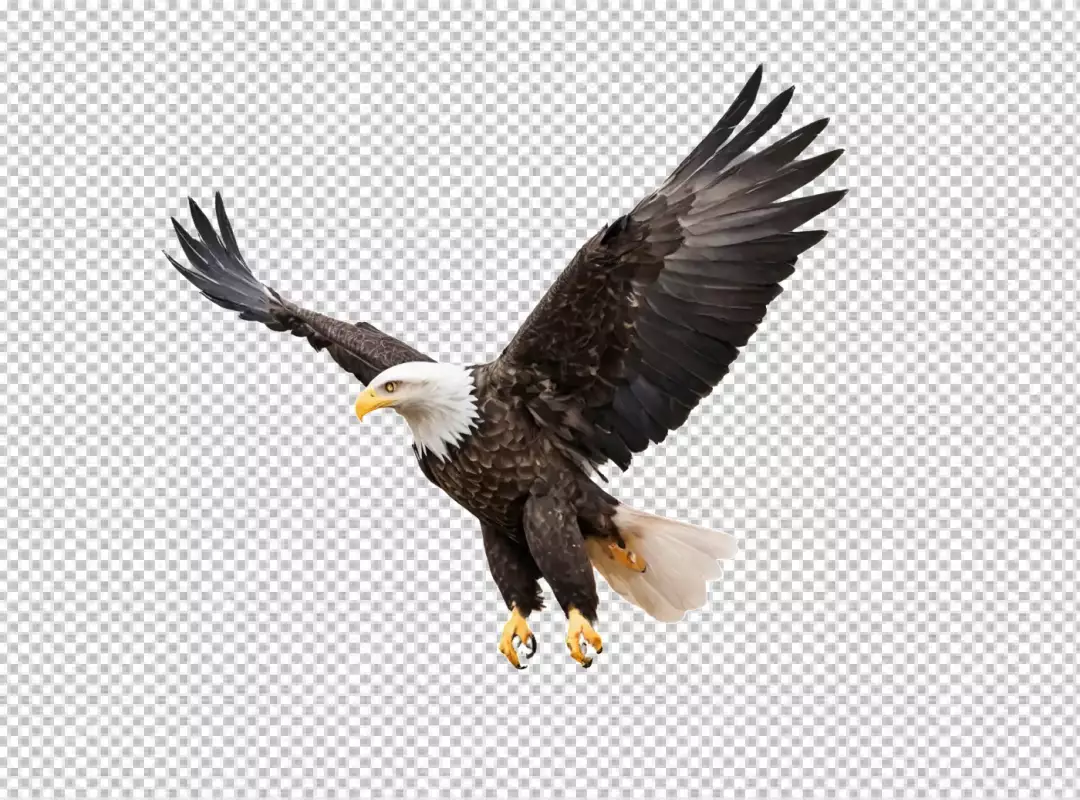 Dynamic bald eagle soaring freely with wings fully extended in clear flight
