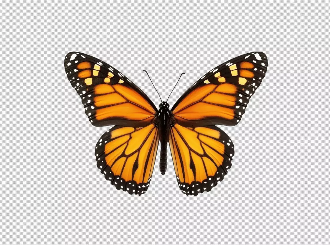 Vibrant Monarch Butterfly PNG Cutout for Nature and Creative Designs