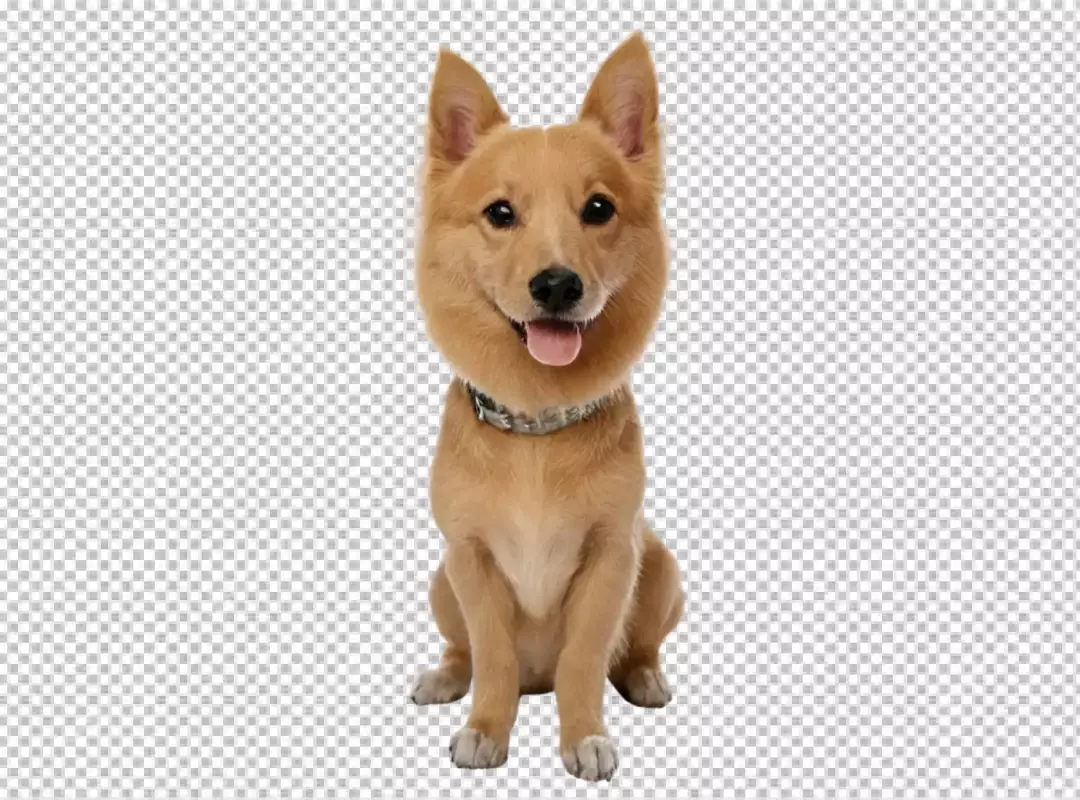 Happy Tan Dog Sitting Upright with Joyful Expression Posing for Camera