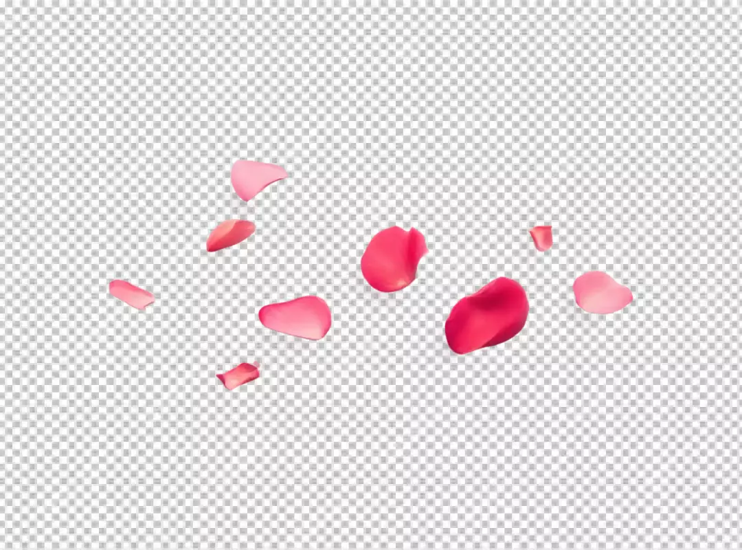 Vibrant pink and red rose petals gracefully scattered for romantic designs.