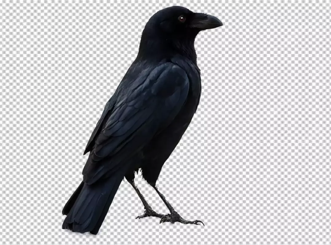 Majestic Black Crow Perched on White Background Side View