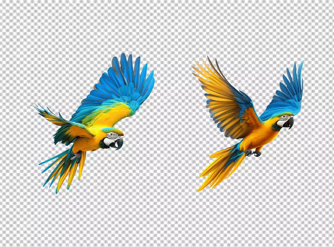 Vibrant Blue and Yellow Macaw Parrots Flying with Graceful Spread Wings