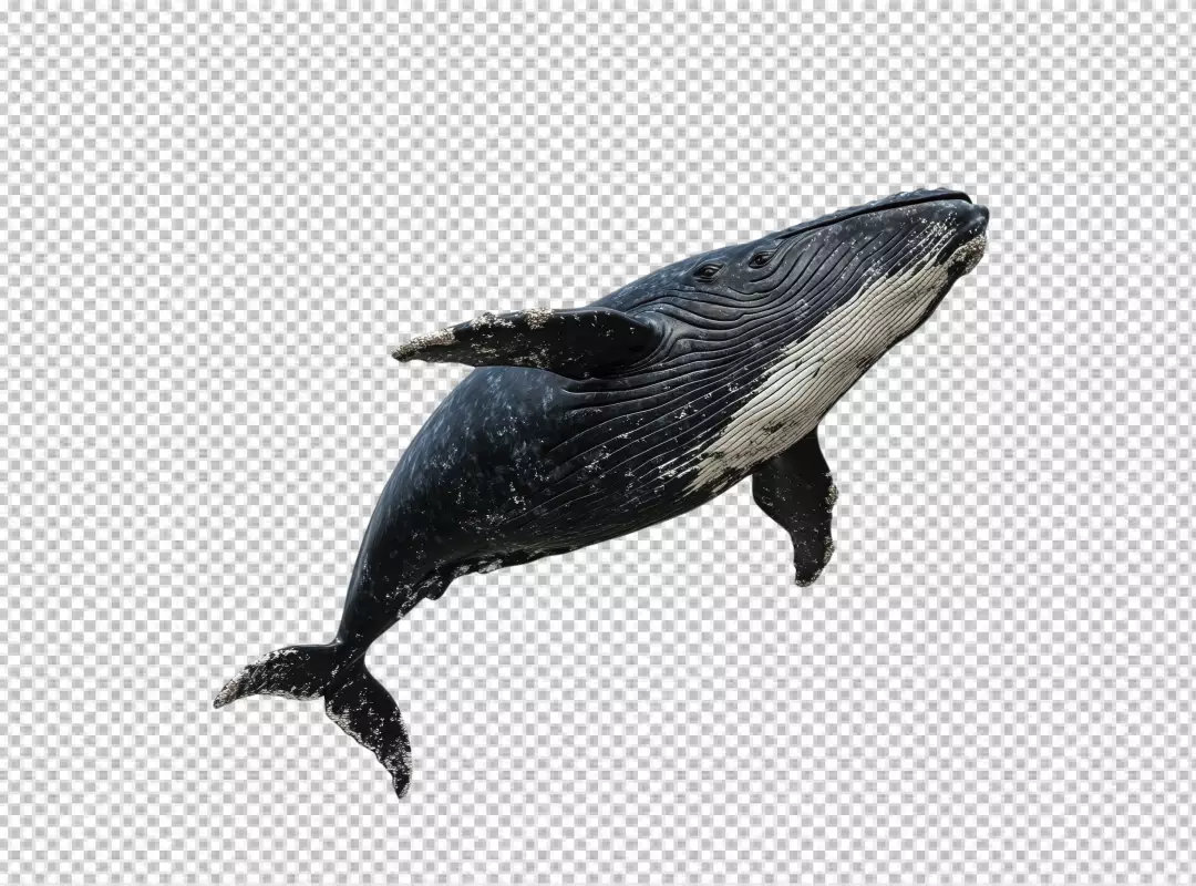 Majestic Humpback Whale Leaping, Dynamic Marine Wildlife PNG for Design