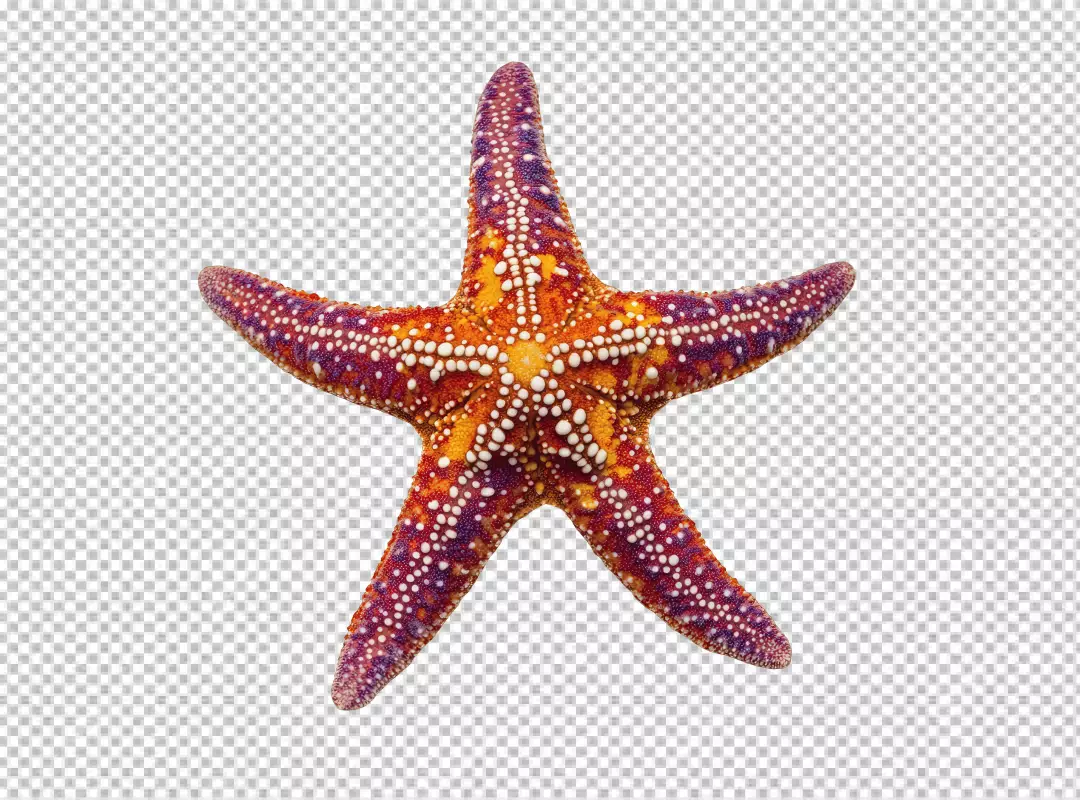 Vibrant Starfish Marine Life Cutout for Ocean Designs
