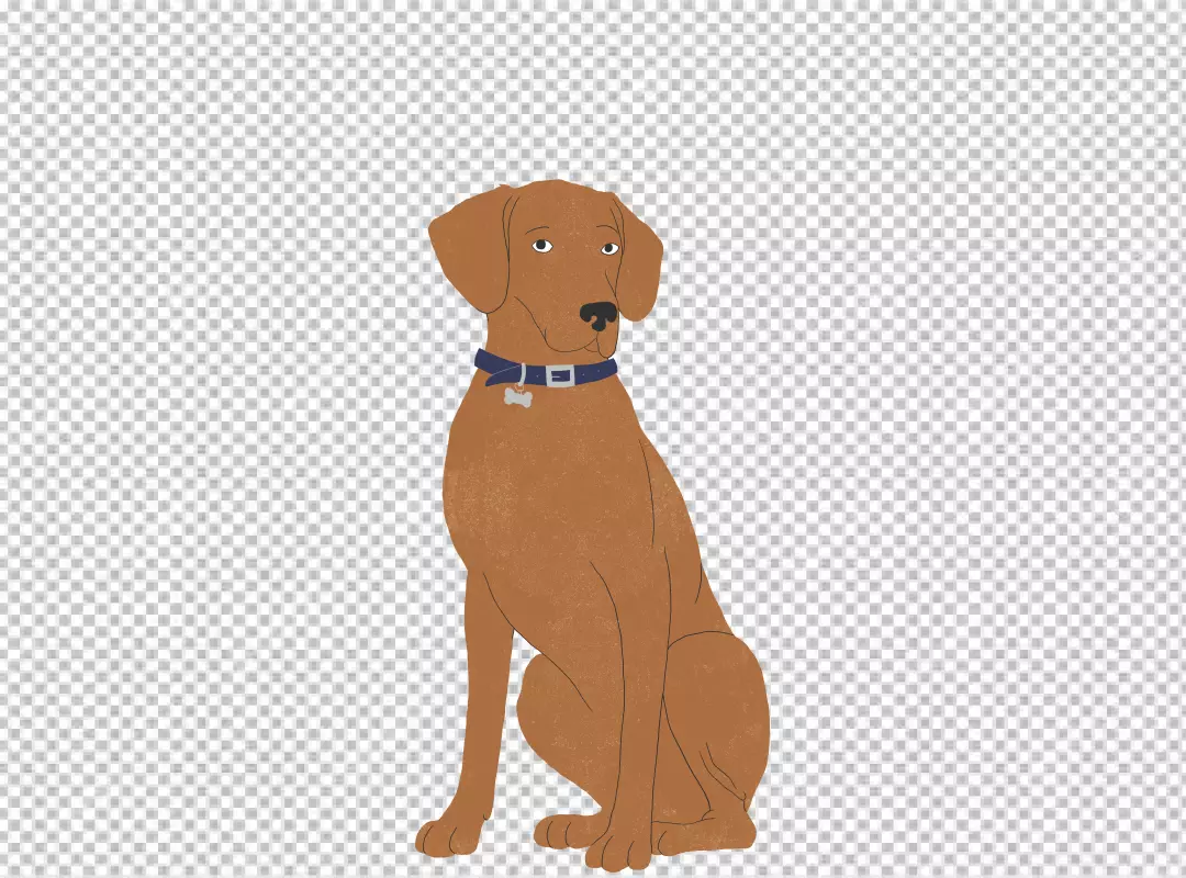 Patient Brown Dog Sitting with Blue Collar and Bone Tag Isolated on Black Background