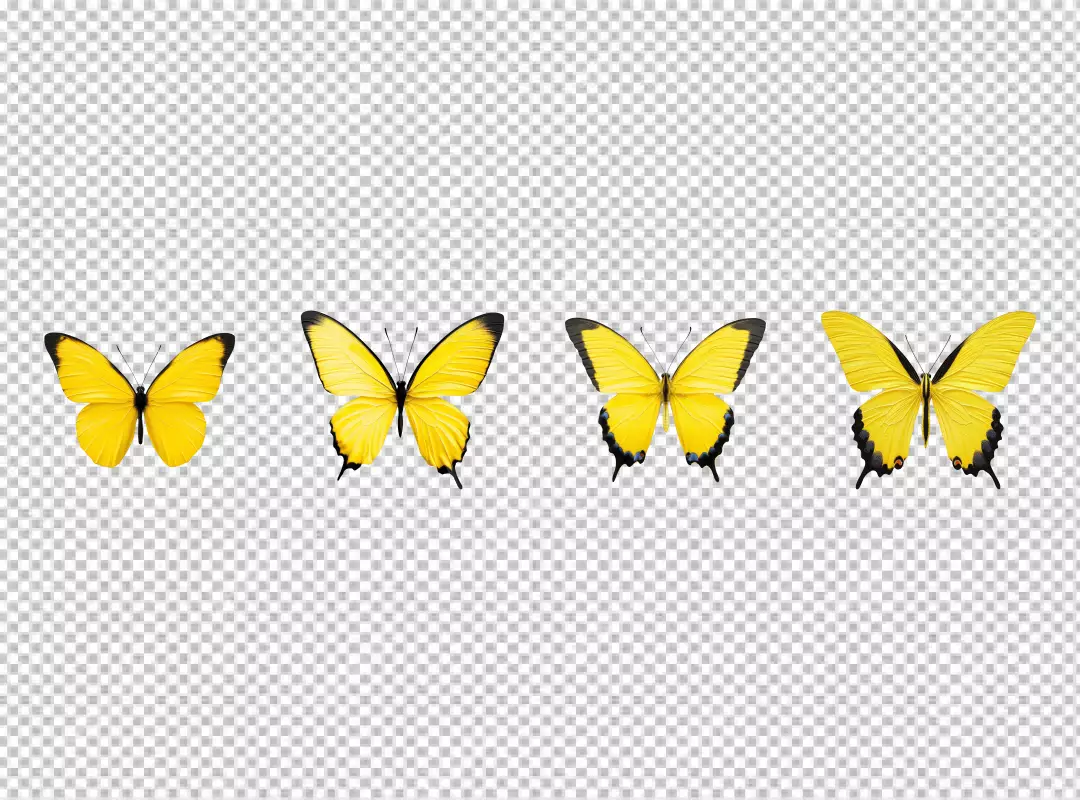 Vibrant Yellow Butterflies Collection in Flight - High-Quality PNG Cutout for Design Projects