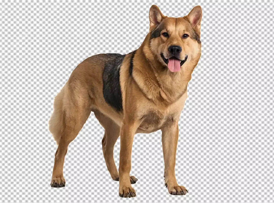 Friendly Brown Dog with Intelligent Eyes Standing Alertly on Pristine White Backdrop
