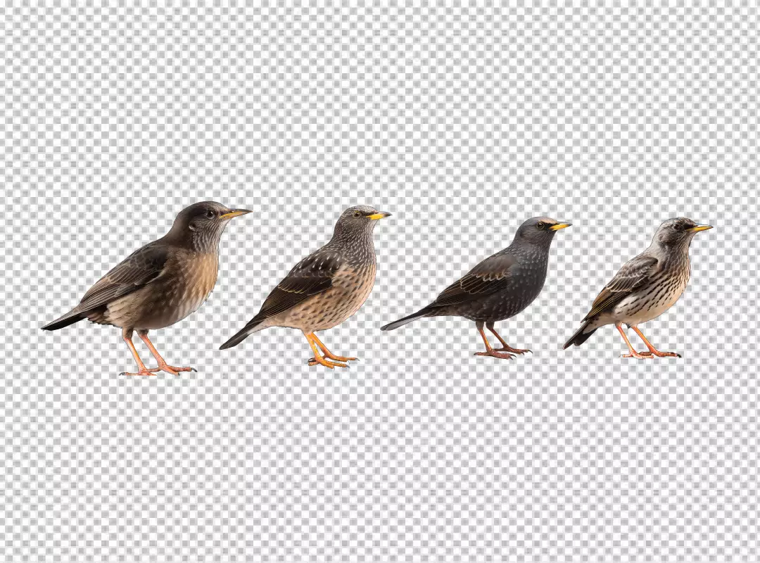 Four European Starlings Standing Avian Wildlife PNG Image