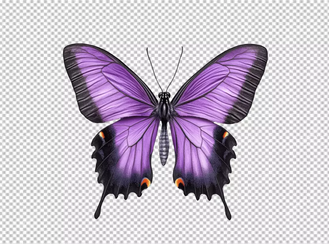 Exquisite Purple Butterfly PNG for Elegant Nature Designs and Creative Projects
