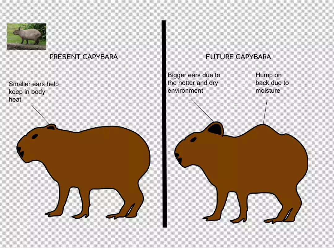 Realistic Capybara Silhouette and Distorted Shape Comparison Illustration on Black