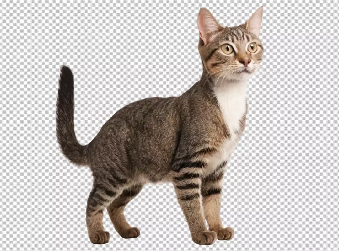 Adorable Tabby Cat Standing Alertly with Upward Gaze on White Background
