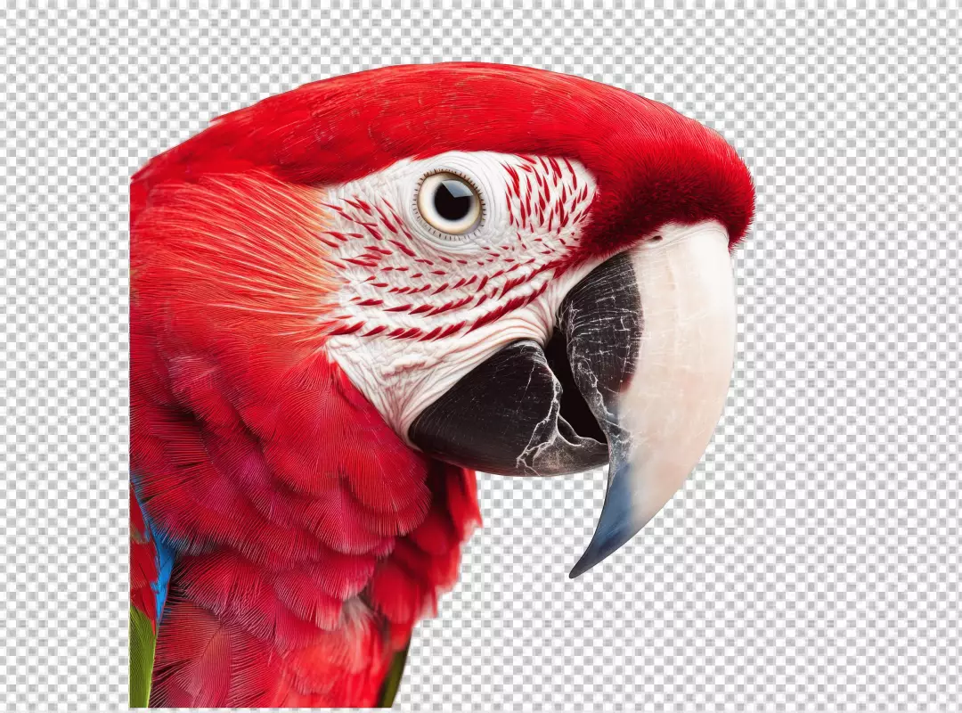 Vibrant Red Macaw Head Close-up PNG Cutout - High-Quality Tropical Parrot Image Download