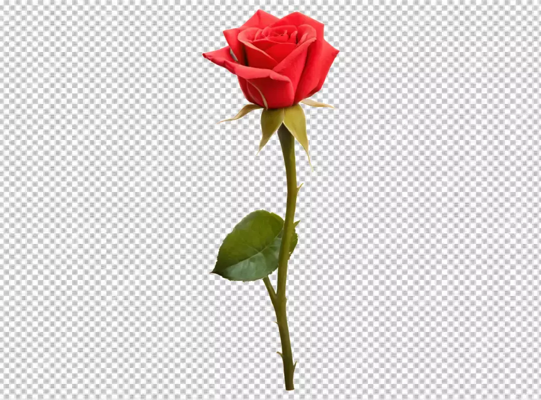 Elegant Red Rose Blossom with Green Leaf and Stem for Romance