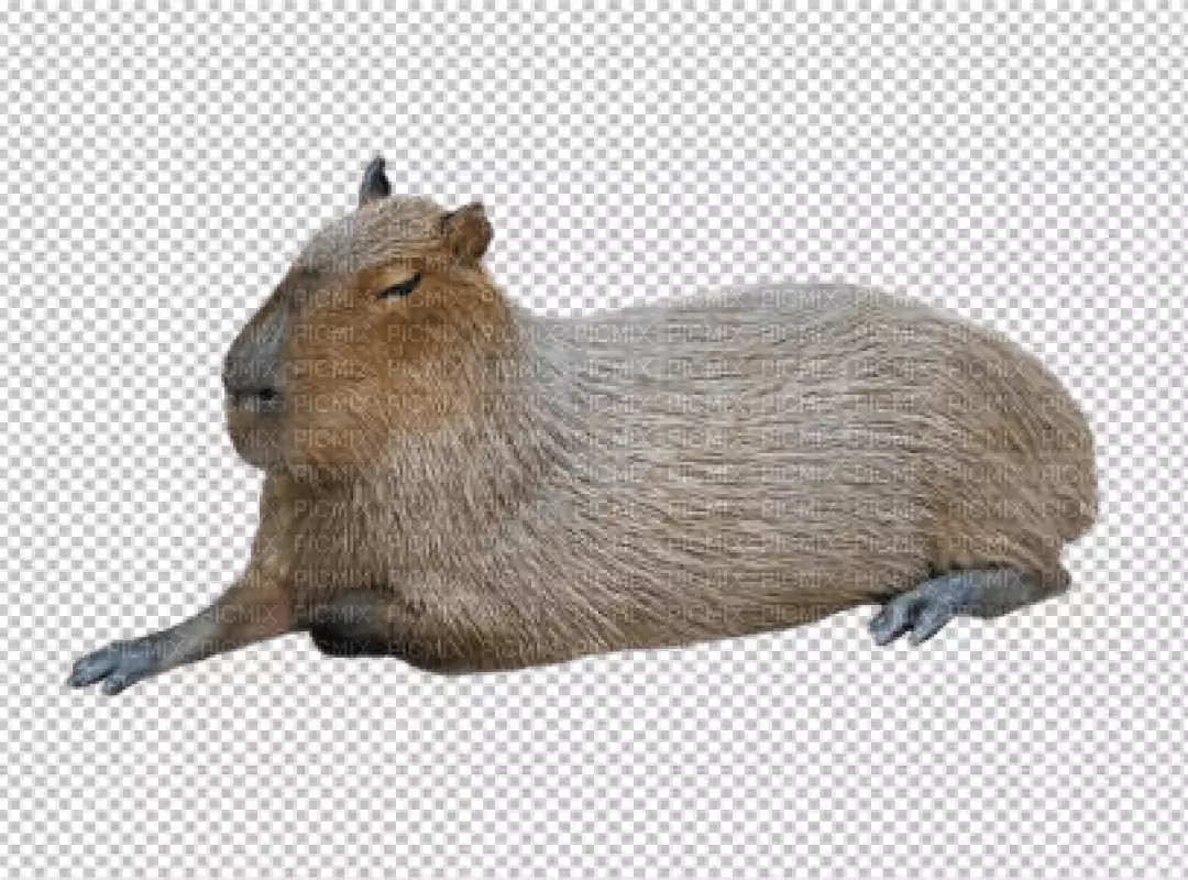 Relaxing Capybara Resting Peacefully with Eyes Closed on Transparent Background
