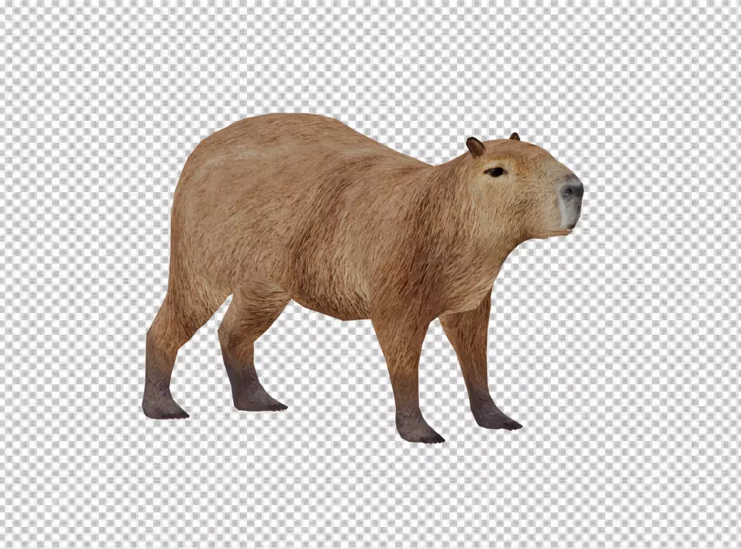 Realistic Brown Capybara Standing Isolated on Transparent Black Background