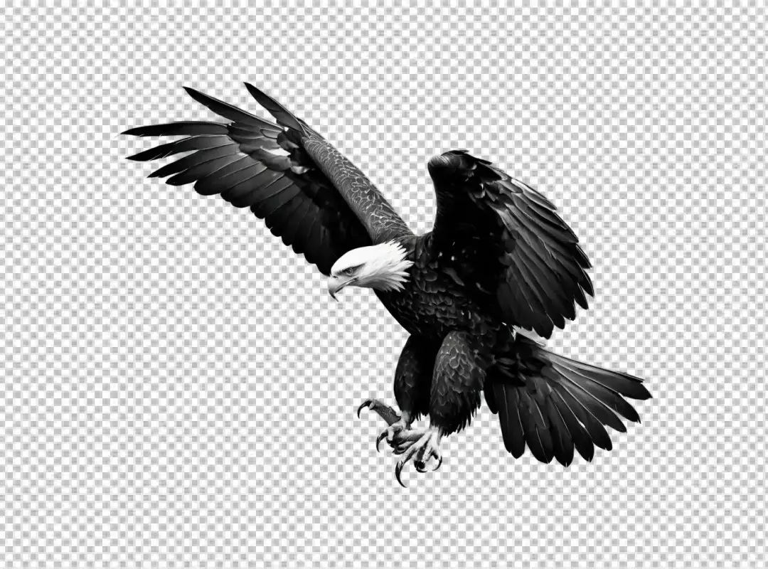 Majestic Bald Eagle in Dynamic Flight, Striking Black and White Portrait