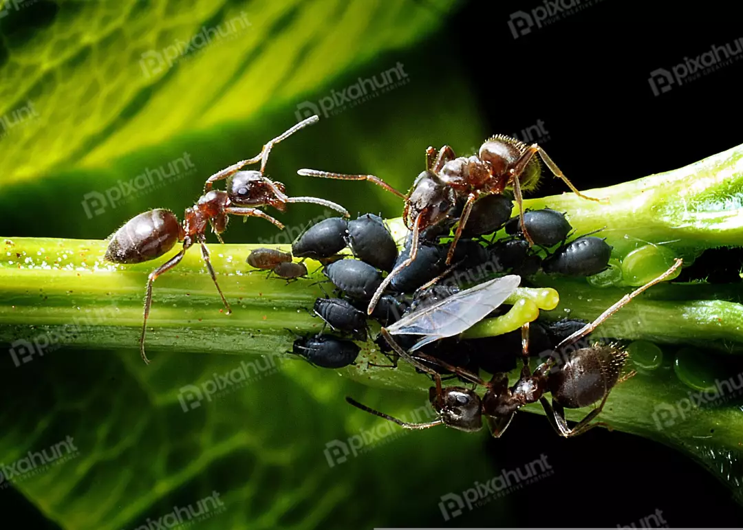 Intricate Macro World of Ants and Aphids on Lush Green Plant Stem
