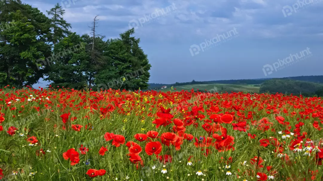 Vibrant Red Poppy Field Under Cloudy Sky in Lush Rural Landscape