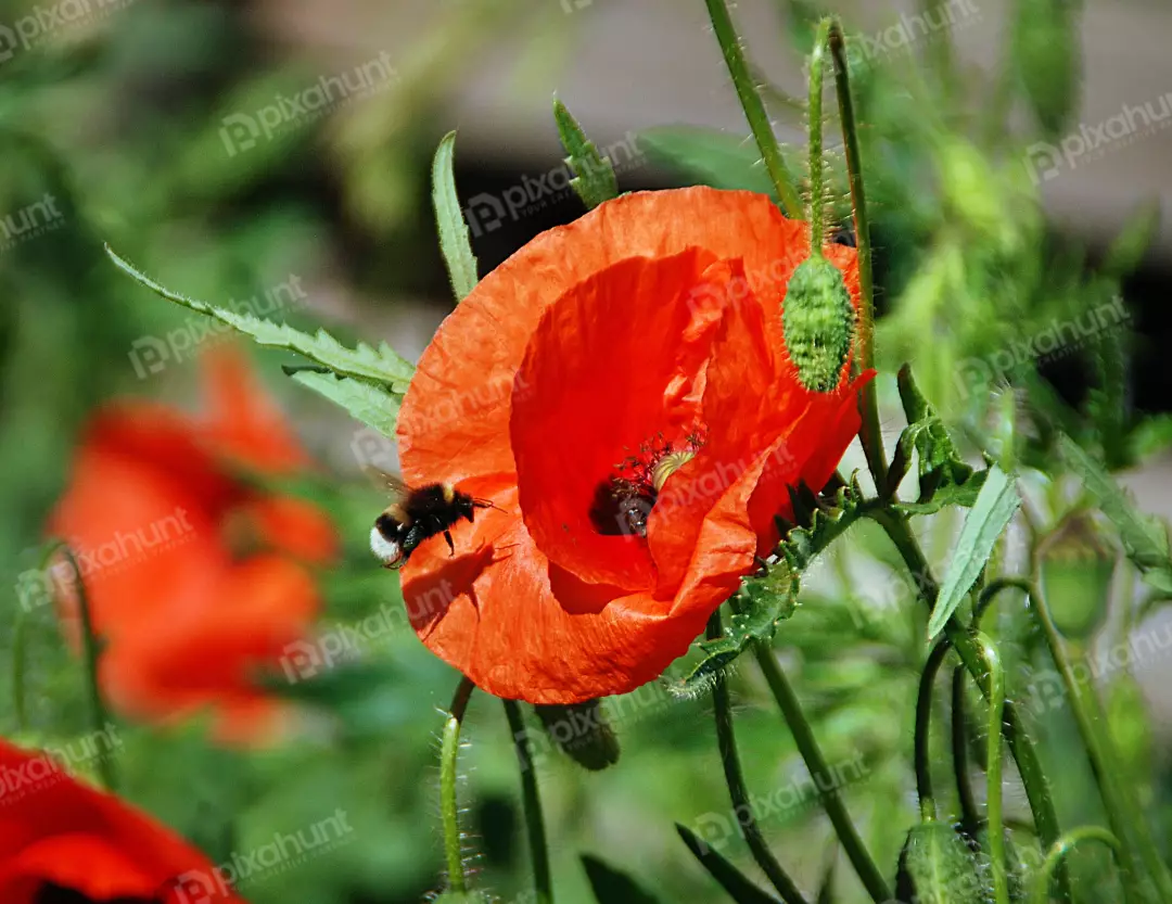 Vibrant Red Poppy Flower with Bumblebee Pollinating in a Sunny Garden