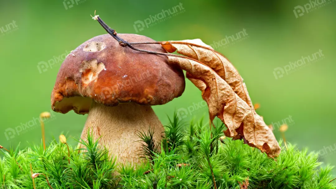 Porcini Mushroom with Dry Leaf on Vibrant Green Moss in Forest