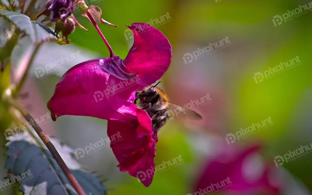 Bumblebee Pollinating Vibrant Fuchsia Jewelweed Flower Macro