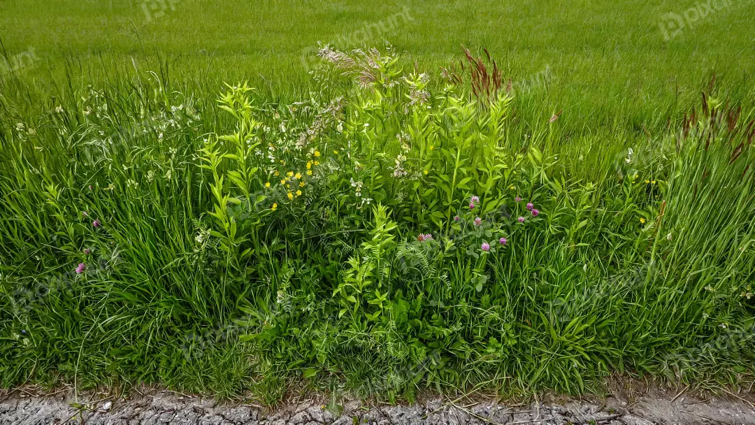 Lush Green Meadow Edge with Vibrant Wildflowers and Tall Grass