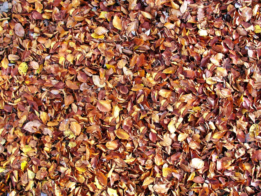 Rich Brown and Gold Autumn Leaves Carpet Texture on Forest Floor