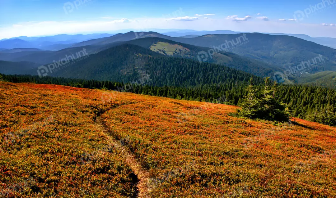 Vibrant Autumn Mountain Trail Winding Through Fall Foliage and Evergreen Forest