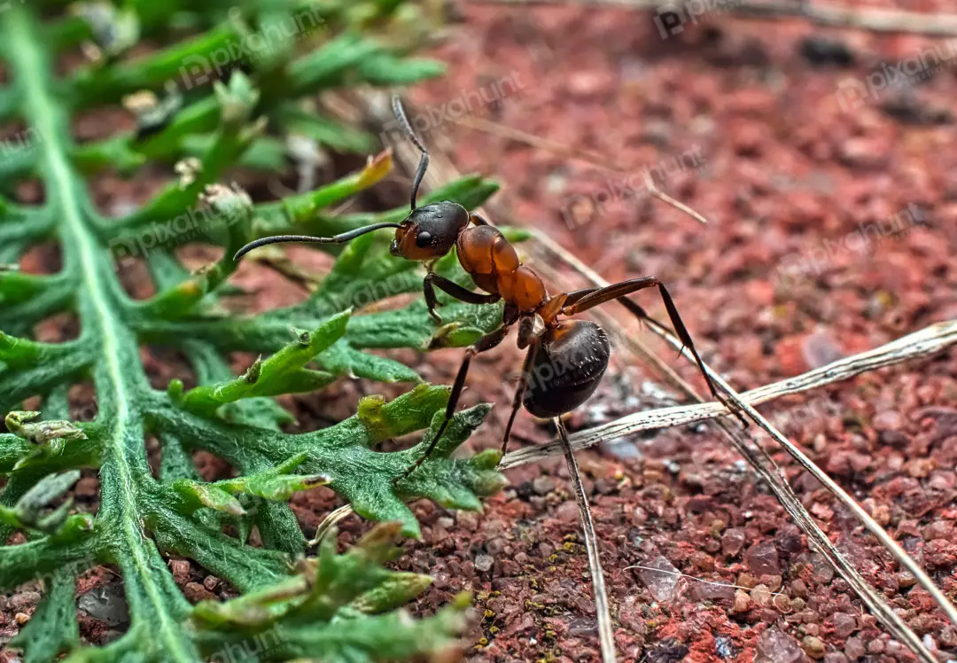 Detailed Macro Photograph of Reddish-Brown Ant on Granular Soil with Green Foliage