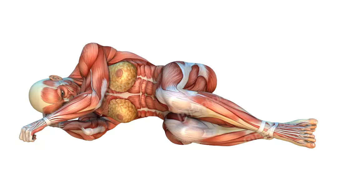 Detailed 3D Anatomy of Female Muscular System Reclining on White for Medical Study