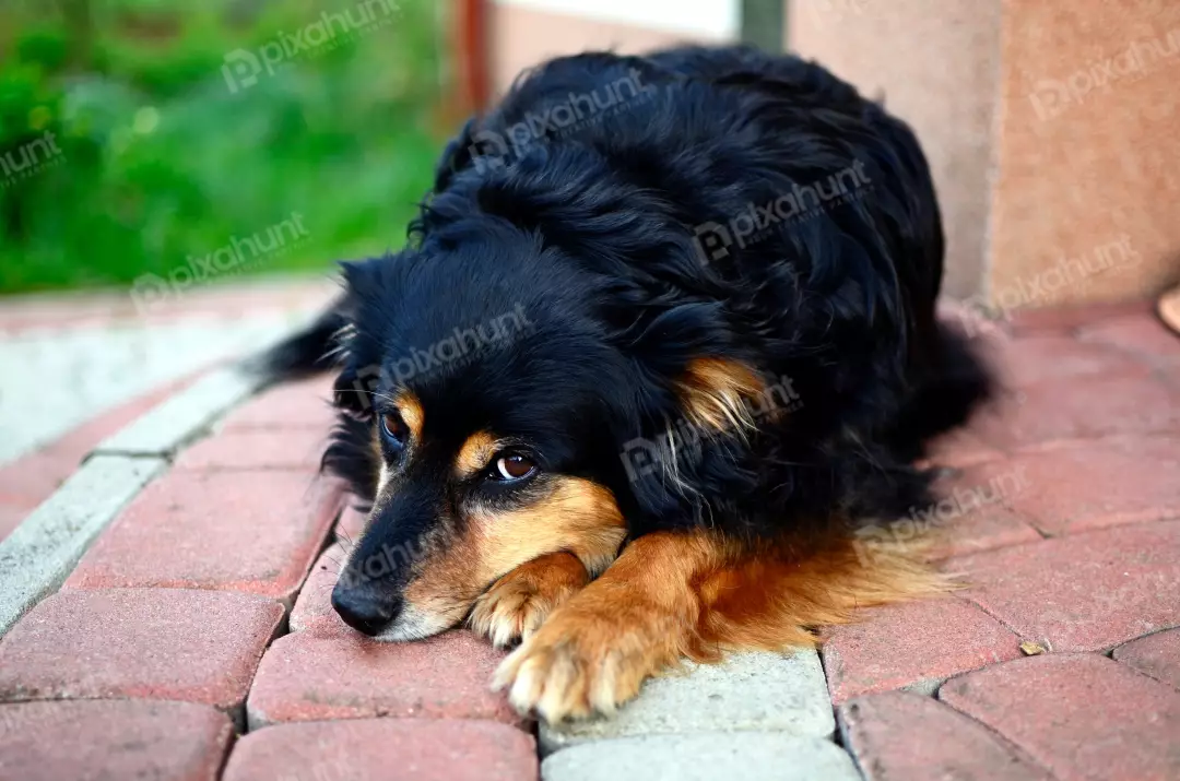 Pensive Black and Tan Dog Resting on Pavement Outdoors