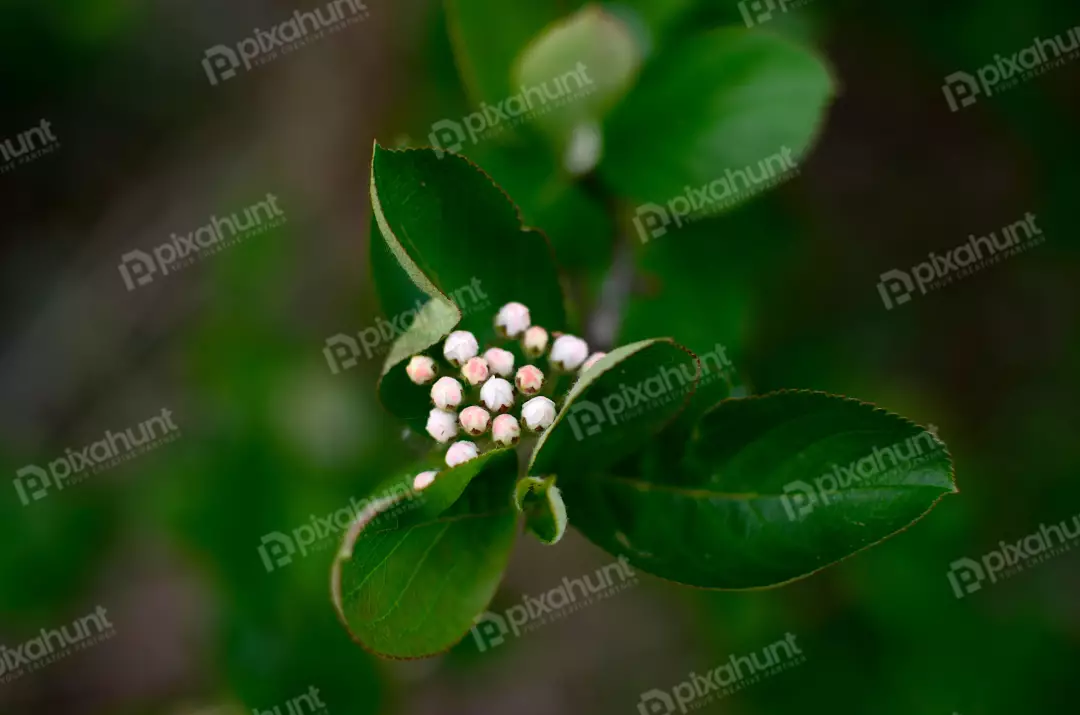Delicate Pink Flower Buds Emerging Amidst Lush Green Foliage