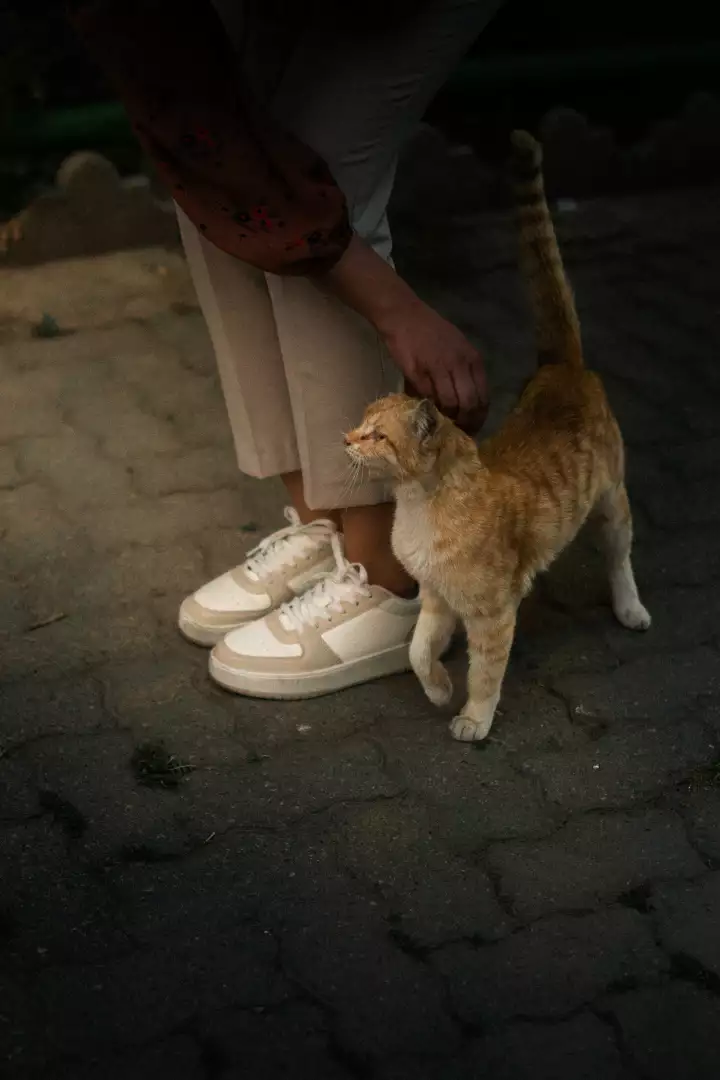 Free Premium Stock Photos Person petting a curious ginger cat outdoors on a paved path