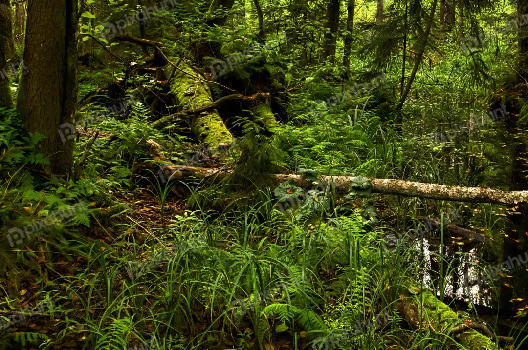 Lush Woodland Scene: Moss-Covered Logs and Reflective Forest Stream