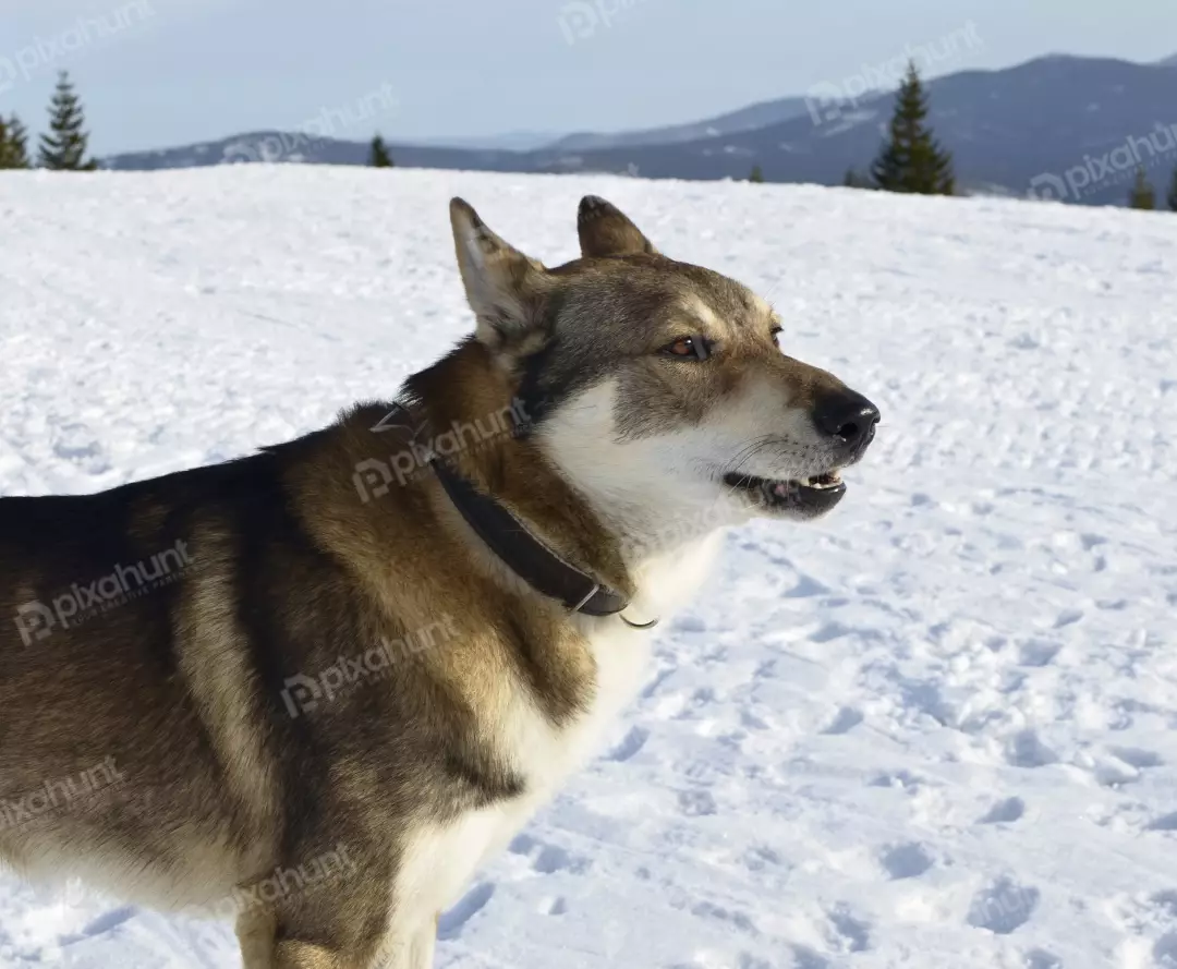 Alert Wolf-Like Dog Exploring Snowy Mountain Landscape in Winter Sun