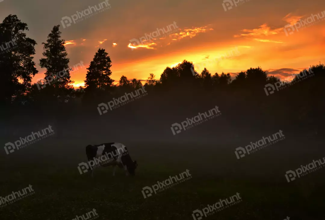 Black and White Cow Grazing in Misty Meadow at Golden Sunset