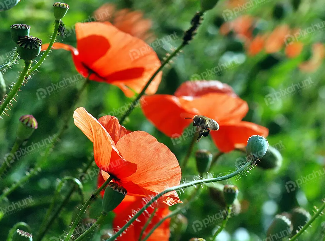 Vibrant Red Poppy Flowers Blooming in a Sunny Field with a Busy Bee