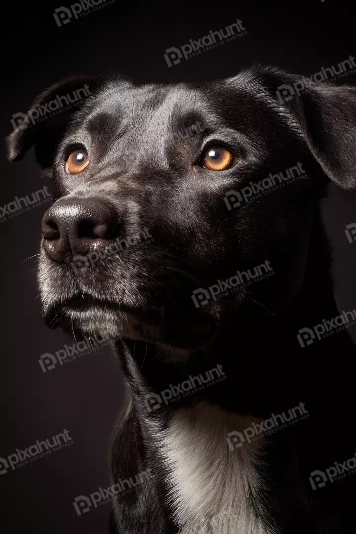 Free Premium Stock Photos Dramatic Black Dog Portrait with Intense Golden Eyes on Dark Background Studio Shot