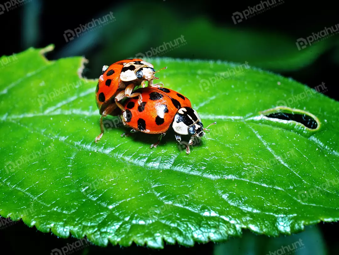 Close-up Macro Shot of Two Vibrant Ladybugs Mating on a Lush Green Leaf