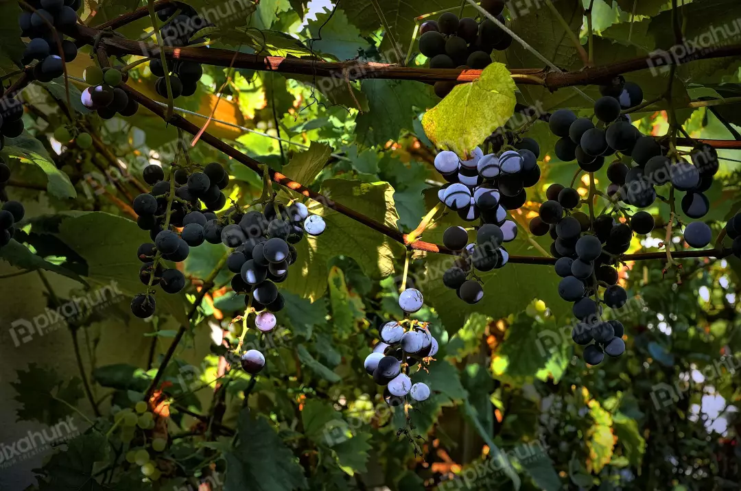 Ripe Dark Grapes Hanging on Vine with Sunlit Leaves in Vineyard