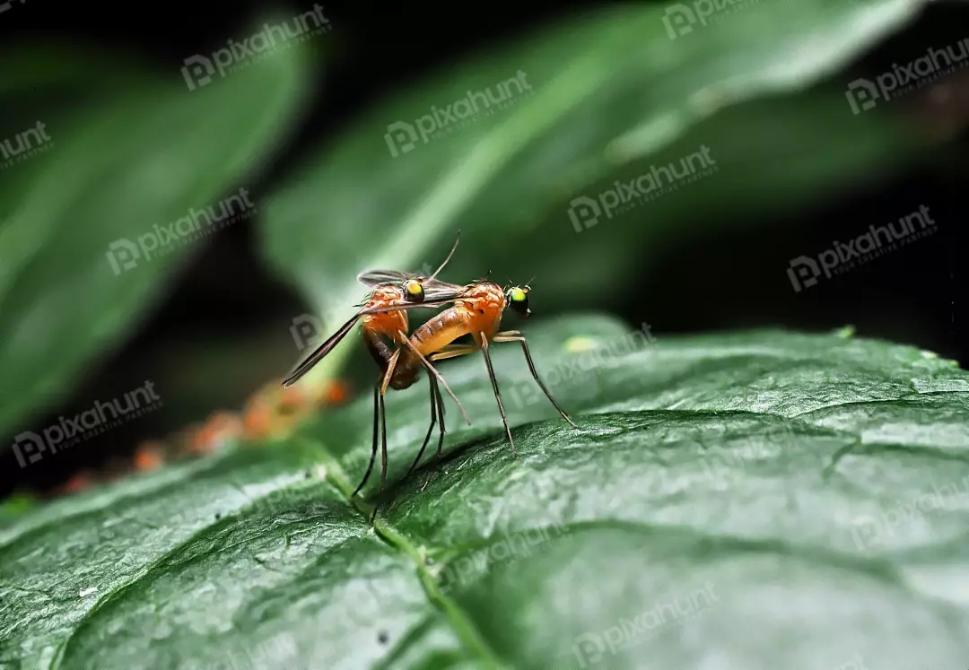 Flies Mating on Green Leaf Macro Close-up Wildlife Photography