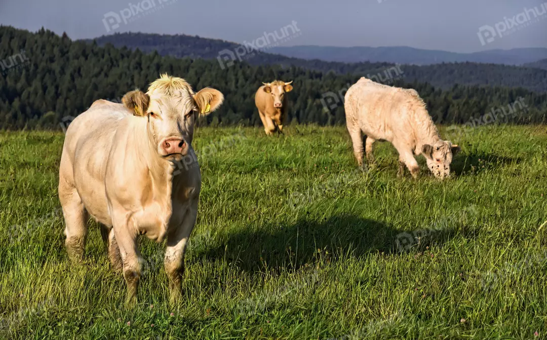 Blonde Beef Cattle Grazing on Lush Green Pasture with Forested Hills