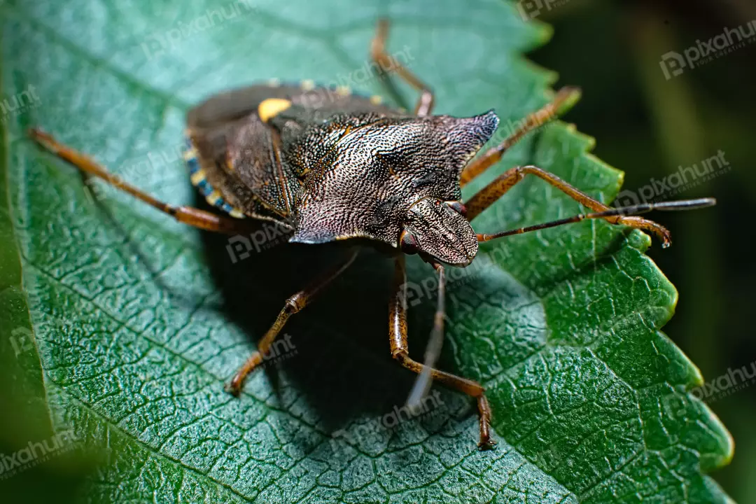 Macro Photograph of a Brown Shield Bug Resting on a Green Leaf
