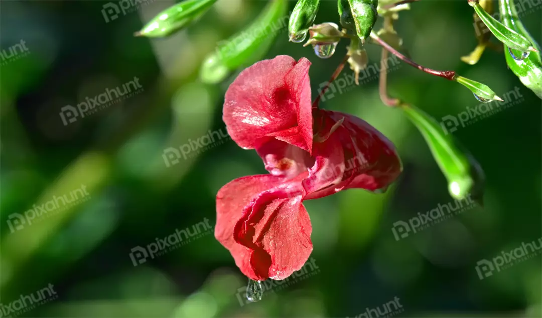 Vibrant Red Impatiens Flower with Glistening Raindrops on Green Foliage