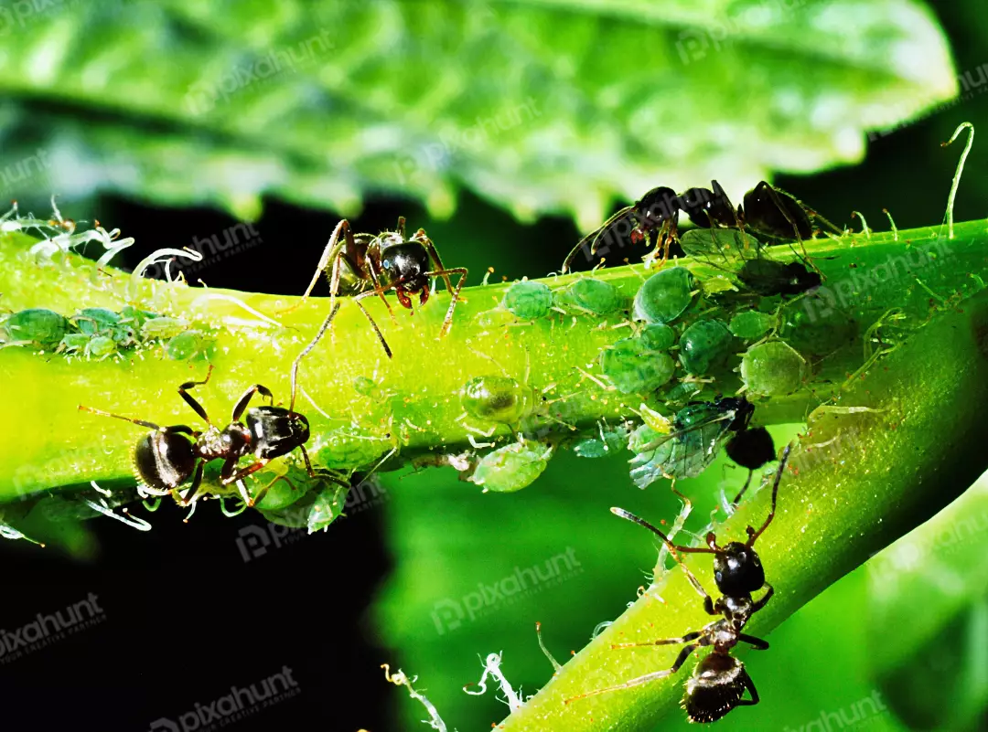 Detailed Macro Shot of Ants Tending Aphids on a Lush Green Plant Stem