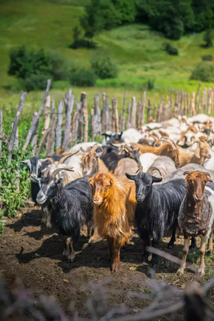 Free Premium Stock Photos Herd of goats in a grassy field with a rustic wooden fence